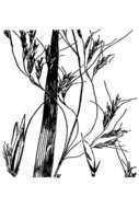 Image of tall trisetum