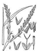 Plancia ëd Tripsacum dactyloides (L.) L.