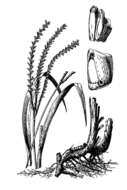 Imagem de Tripsacum dactyloides (L.) L.