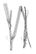 Plancia ëd Tripsacum dactyloides (L.) L.