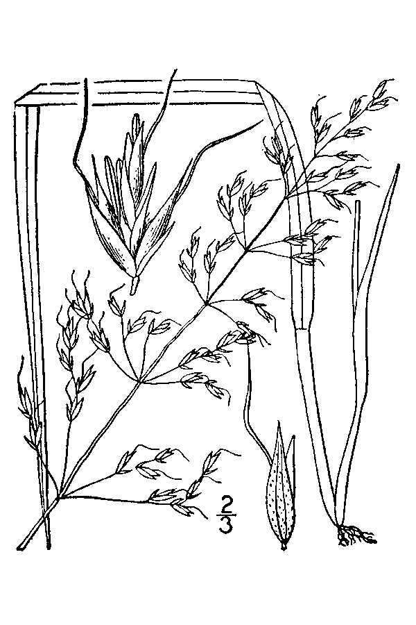 Image of golden oat grass