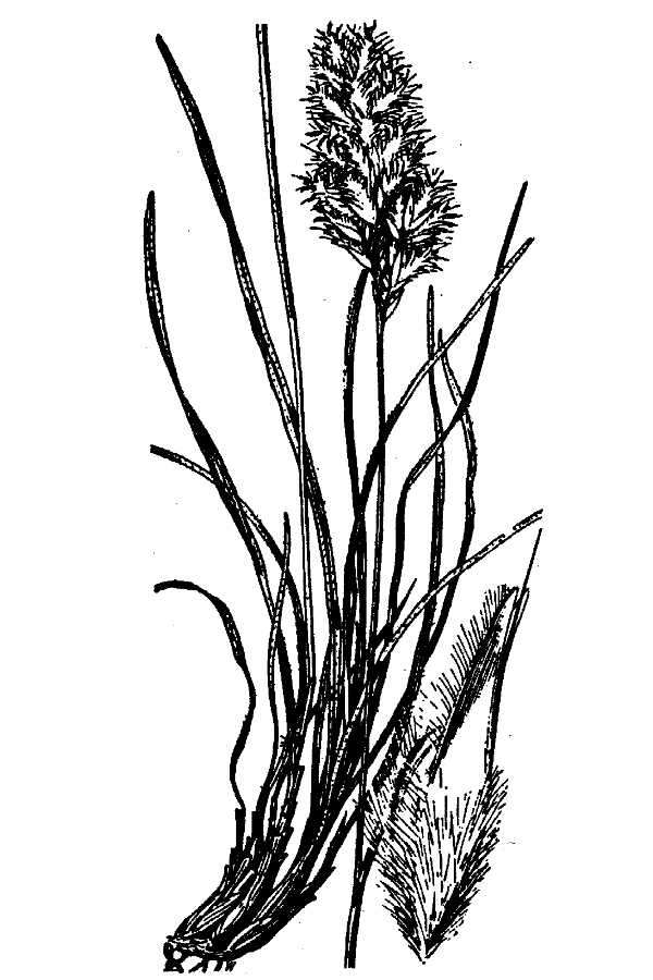 Image of shortleaf woollygrass