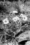 Image of arrowleaf balsamroot