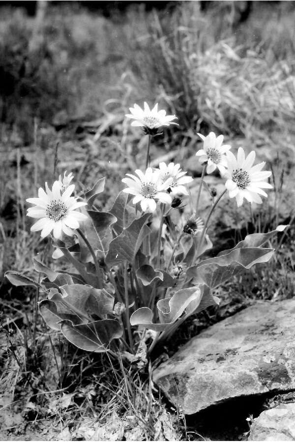 Image of arrowleaf balsamroot