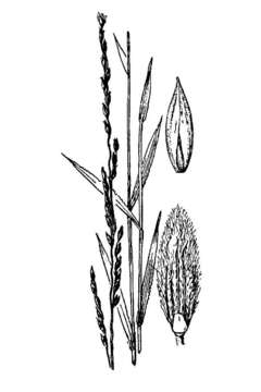 Image of shortleaf crabgrass