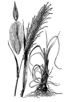 Image de Digitaria insularis (L.) Mez ex Ekman