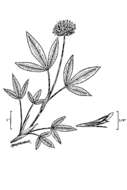 Image de Trifolium longipes Torr. & A. Gray