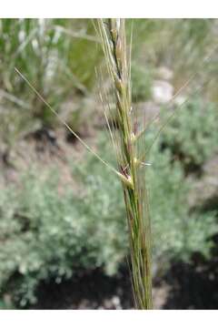 Image of Columbia needlegrass