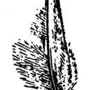 Image of Nealley's woollygrass
