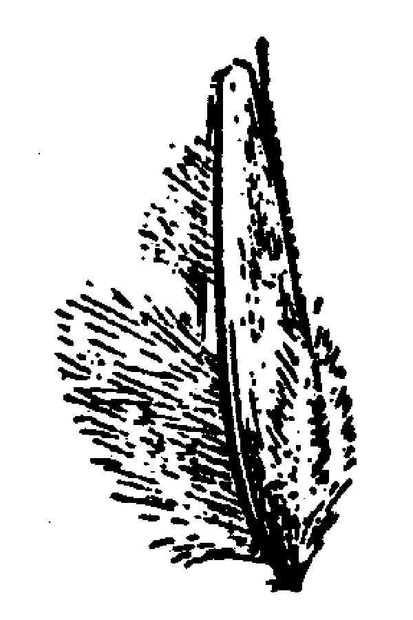 Image of Nealley's woollygrass