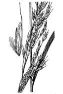 Image of Bitterroot False Oat