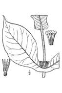 صورة Triosteum perfoliatum L.