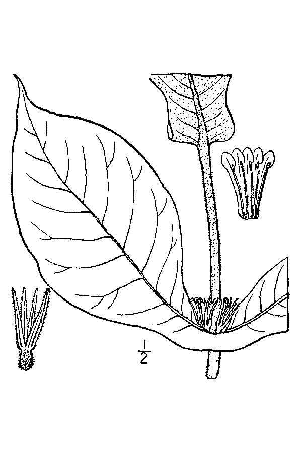 صورة Triosteum perfoliatum L.