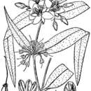 Image of zigzag spiderwort