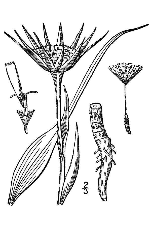 Image of salsify