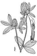 Image of Red Clover