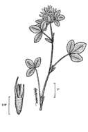 Image of Red Clover