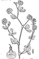 Image of field clover