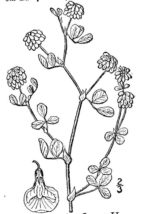 Image of field clover