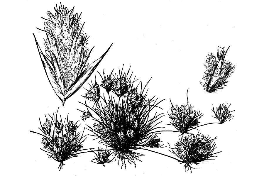 Image of low woollygrass