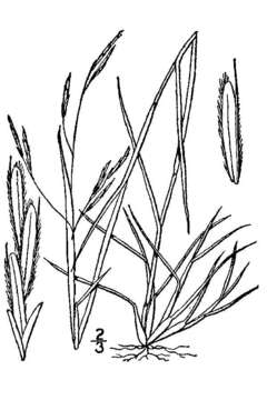 Image of purple sandgrass