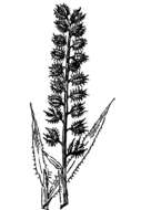 Image of stalked bur grass