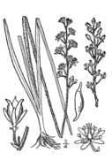 Image of coastal false asphodel