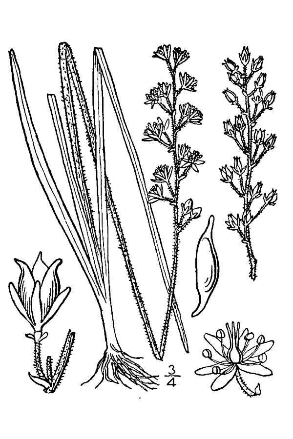 Image of coastal false asphodel