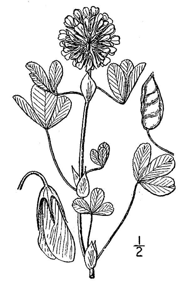 Sivun Trifolium reflexum L. kuva