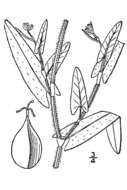 Слика од Polygonum sagittatum