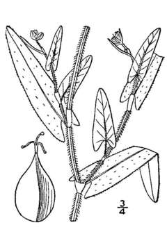 Image of arrowleaf tearthumb