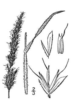 Trisetum spicatum (L.) K. Richt. resmi