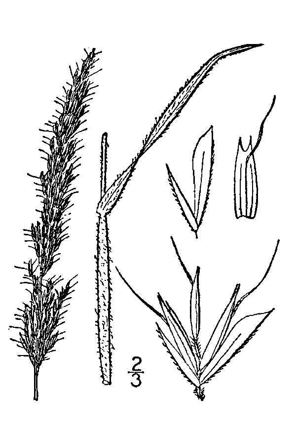 Trisetum spicatum (L.) K. Richt. resmi