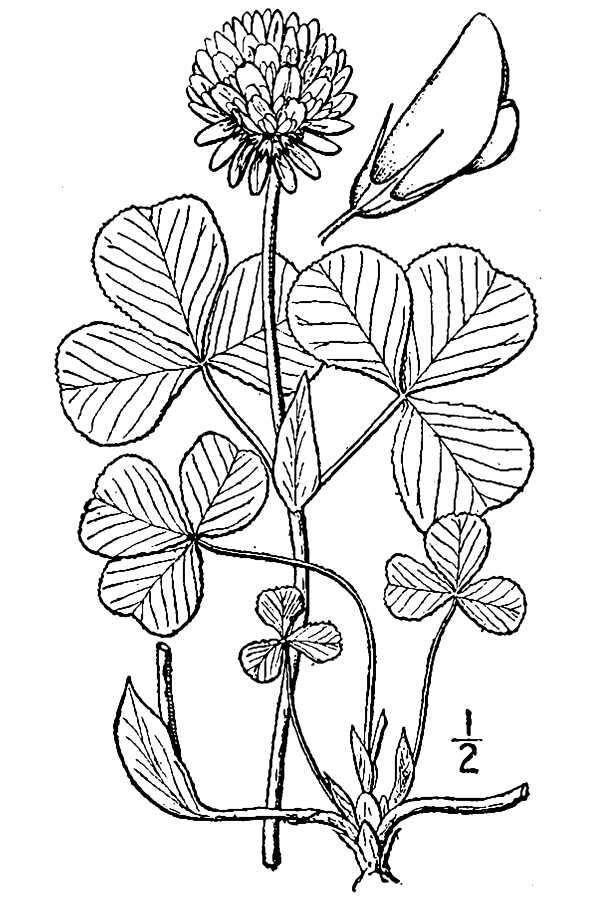 Image de Trifolium stoloniferum Muhl.