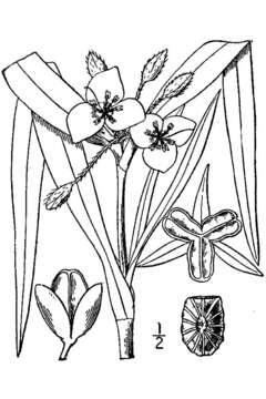 Image of Virginia spiderwort