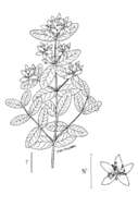 Image de Triadenum virginicum (L.) Raf.