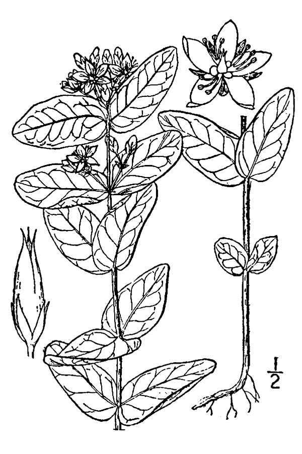 Image de Triadenum virginicum (L.) Raf.