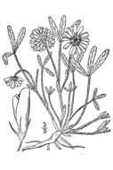 Image de Trifolium virginicum Small & Vail