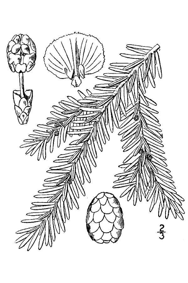 Image of eastern hemlock