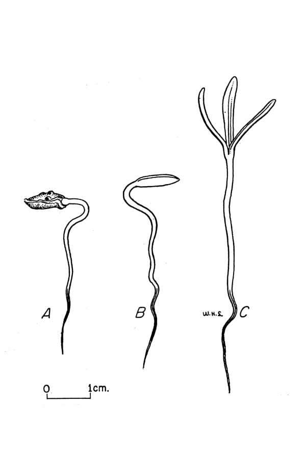 Image of eastern hemlock