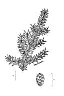 Image of eastern hemlock