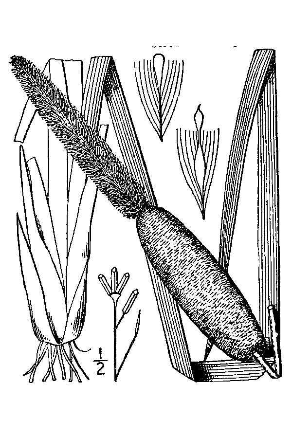 Image of broadleaf cattail