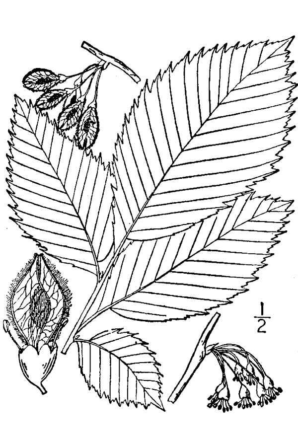 Plancia ëd Ulmus americana L.