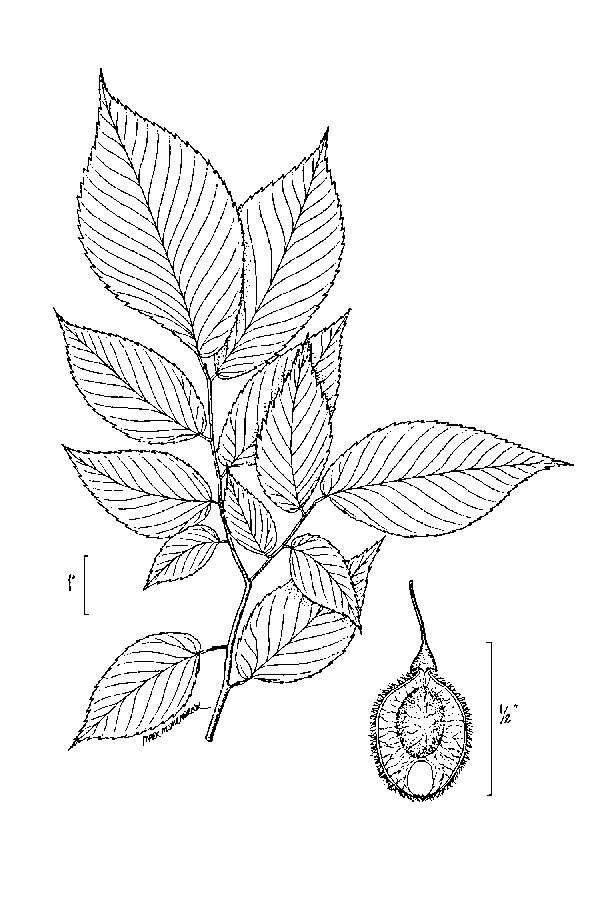 Image of American elm