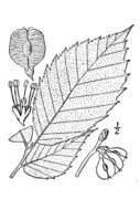 Image of Slippery Elm