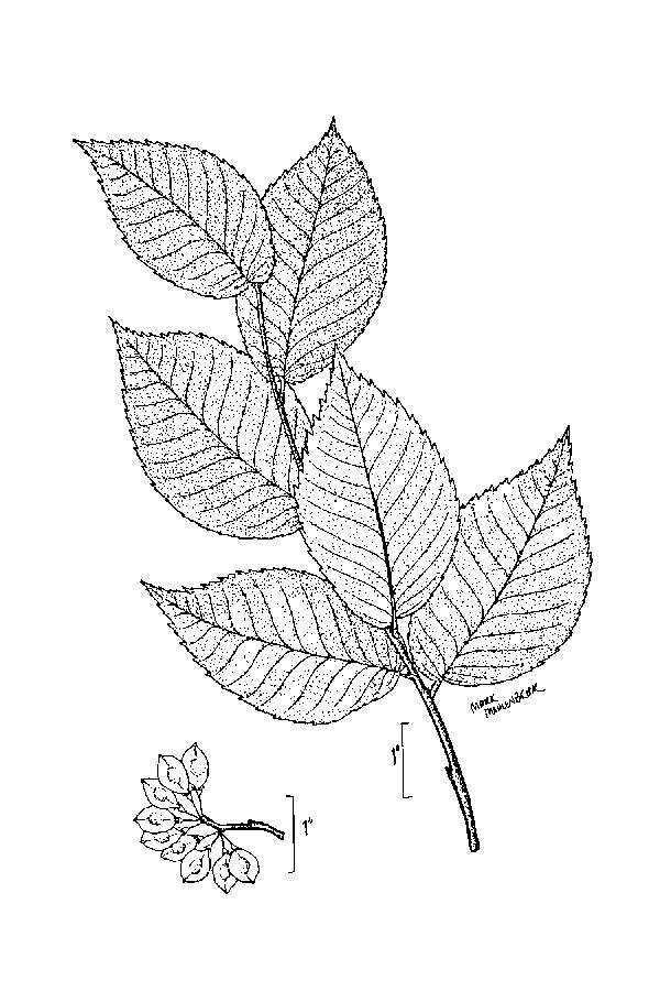 Image of Slippery Elm