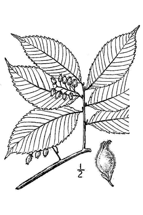 Image de Ulmus serotina Sarg.