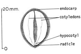 Umbellularia resmi