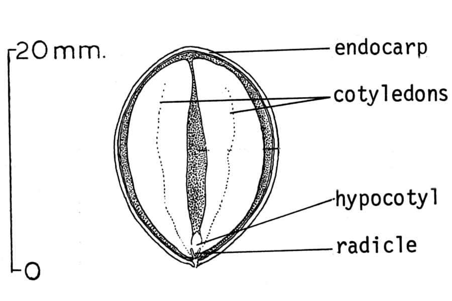 Umbellularia resmi