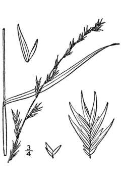 Image of Slender Wood-Oats